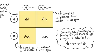 Krzyżówka hetmańska a klasyczna: różnice w logice gry. Diagram przedstawia genotypy AA, Aa, Aa.
