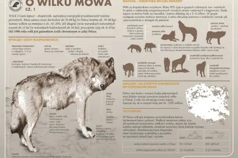 Wilk, jak w zagadce o przechodzeniu przez rzekę, jest częścią polskiej przyrody. Poznaj jego cechy i strukturę watahy.