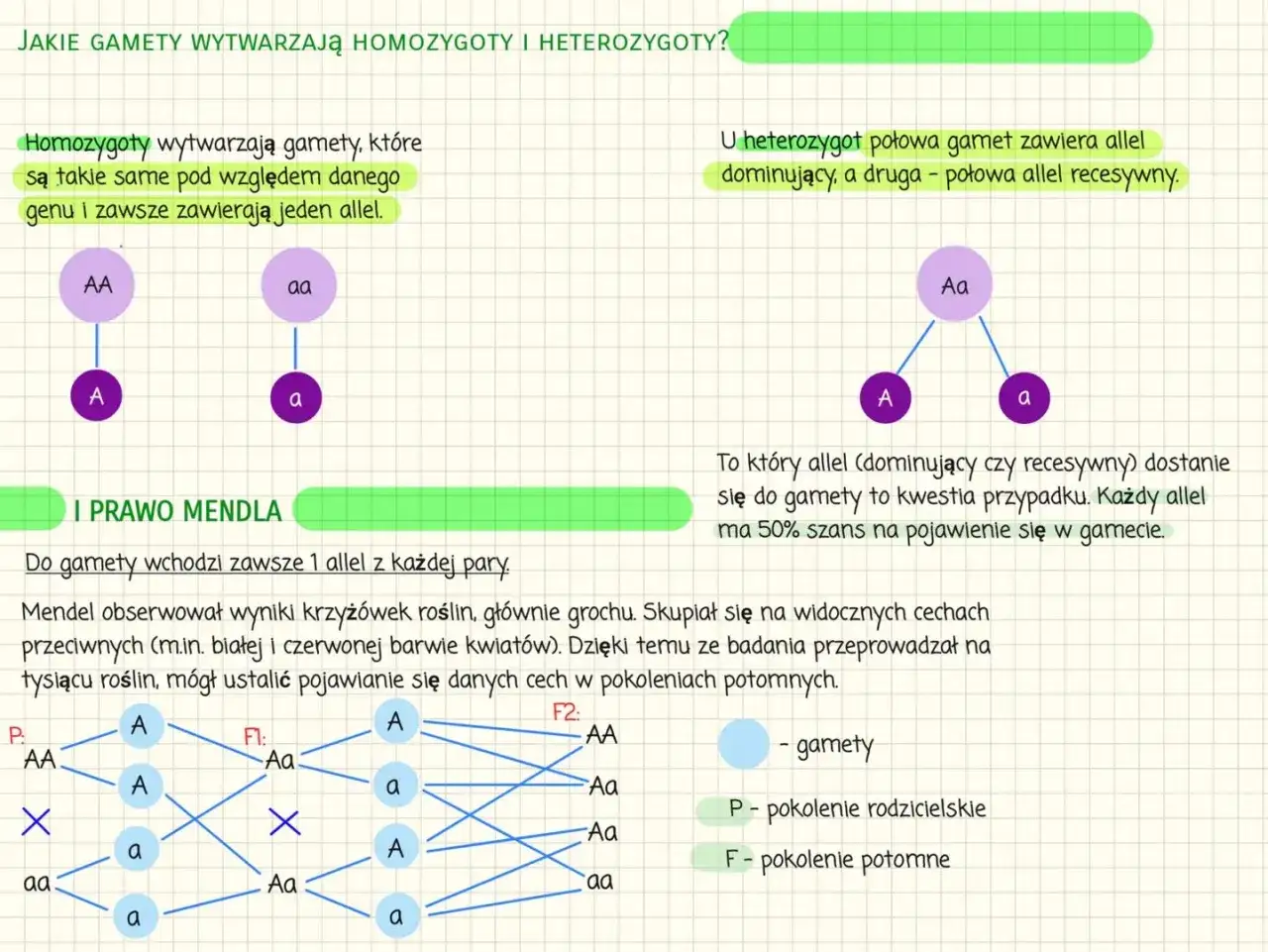 Homozygoty tworzą identyczne gamety (A lub a), heterozygoty – po połowie gamet z allelem dominującym i recesywnym. Różnice w logice gry krzyżówki hetmańskiej a klasycznej.
